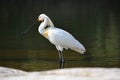 Eurasian Spoonbill or Common Spoonbill or Shovelard